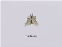 藏品(灰舟蛾)的圖片